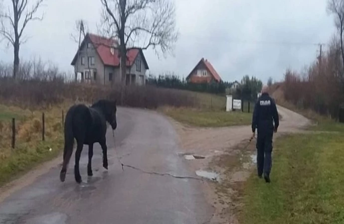 {Takie interwencje to prawdziwa rzadkość. Policjant z Morąga złapał konia.}